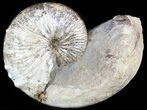 Hoploscaphites Ammonite - South Dakota #46863-1